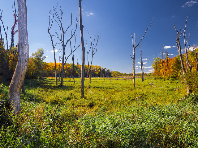 Onion Bottoms Wetlands